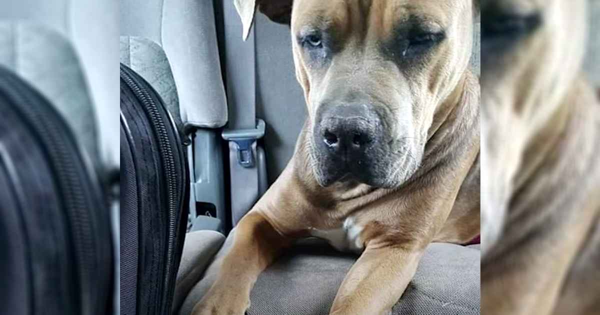 pittie-rescue