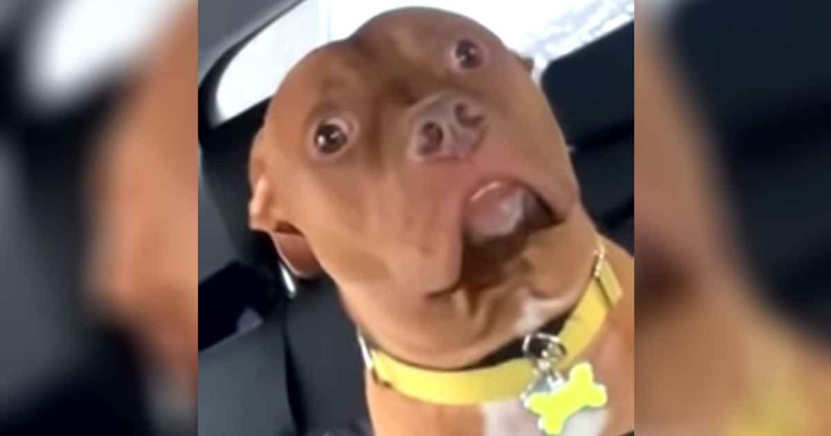 dogs-reaction-to-going-to-the-vet