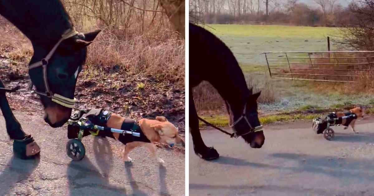 horse-befriends-paraplegic-dog