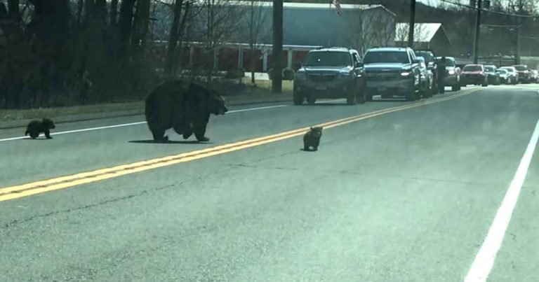 mama-bear-helps-cubs-across-road