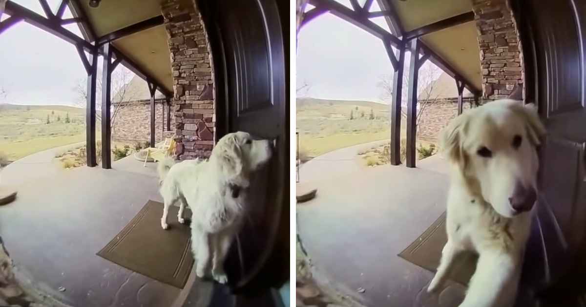 Clever Dog Rings The Doorbell To Come Inside The House FaithPot