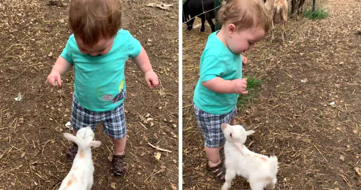 baby-goat-befriends-little-boy