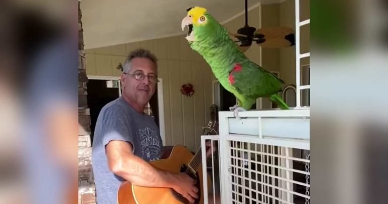 singing-parrot-tico