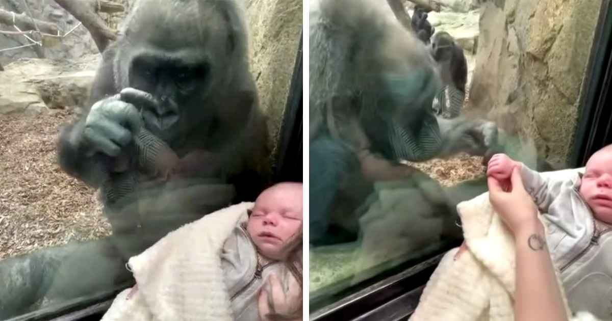 gorilla-meets-newborn-boston-zoo