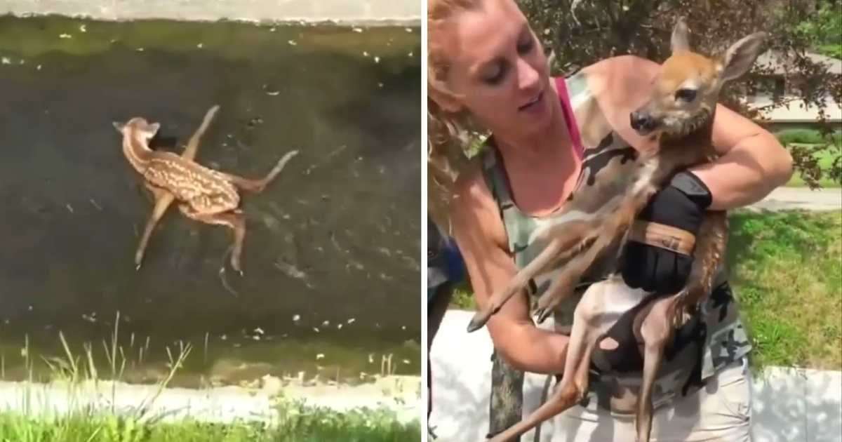 woman rescues drowning baby deer