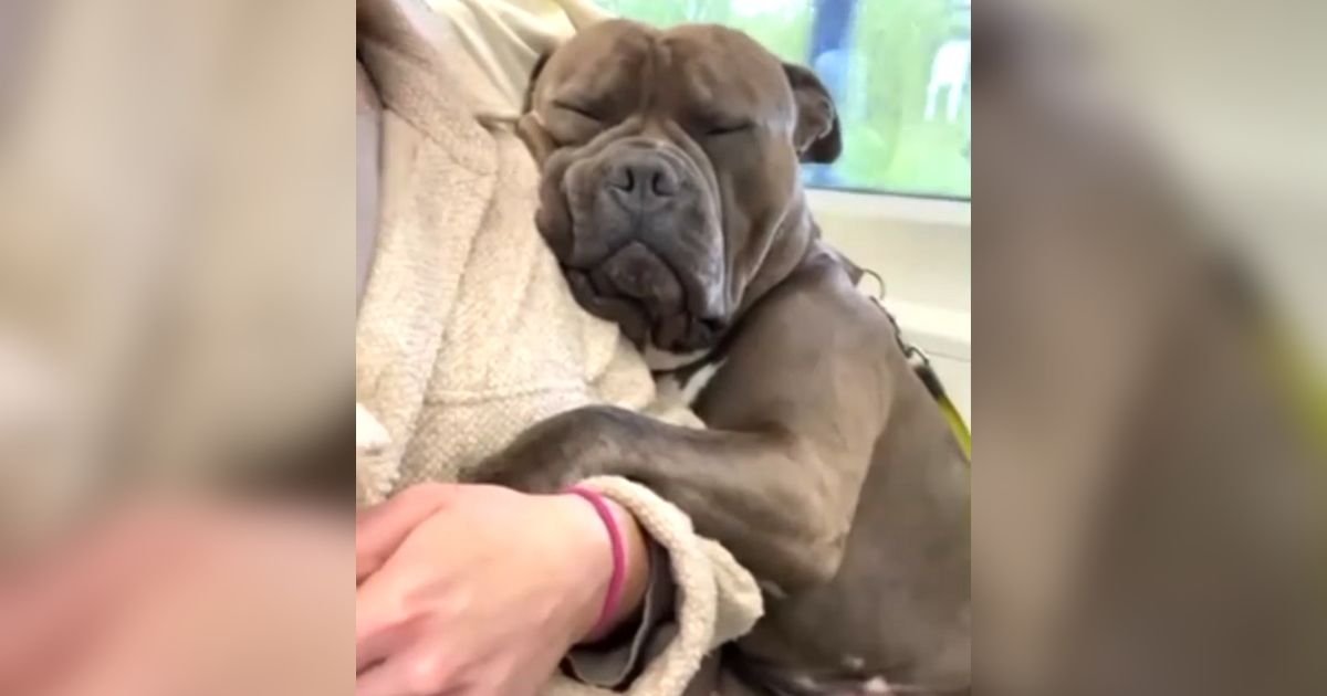 dog sleeps on owners hand