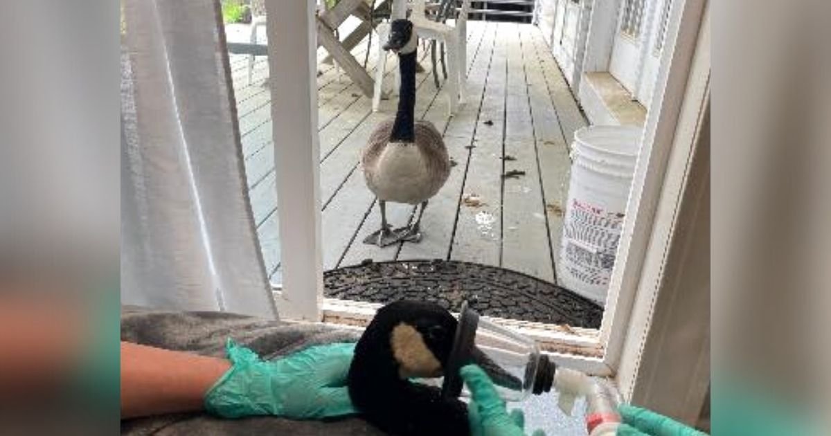 goose waits for mate outside hospital