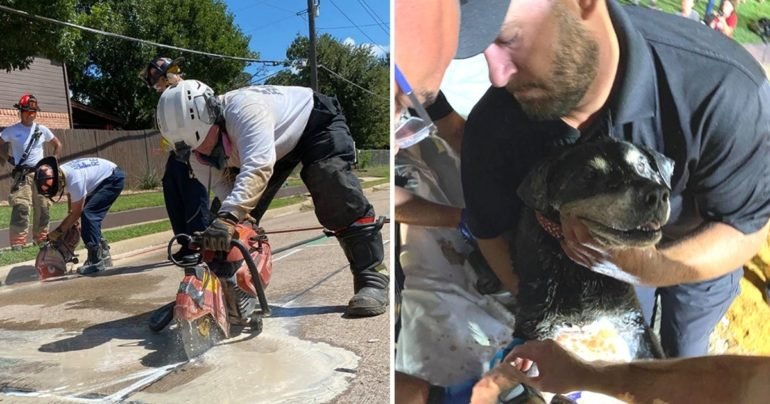 firefighters rescue blind dog