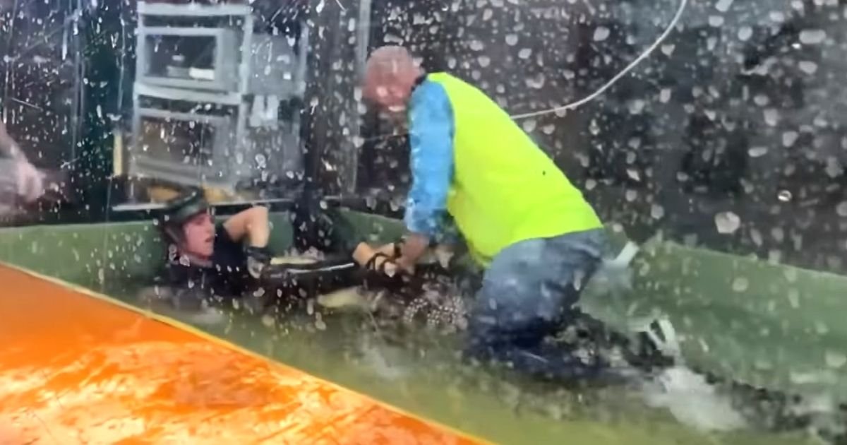 dad saves alligator handler video