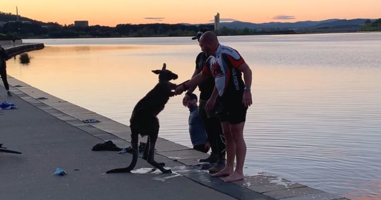 kangaroo thanks man