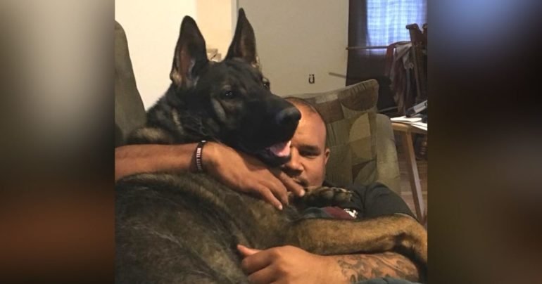 k9 saves woman from dog attack