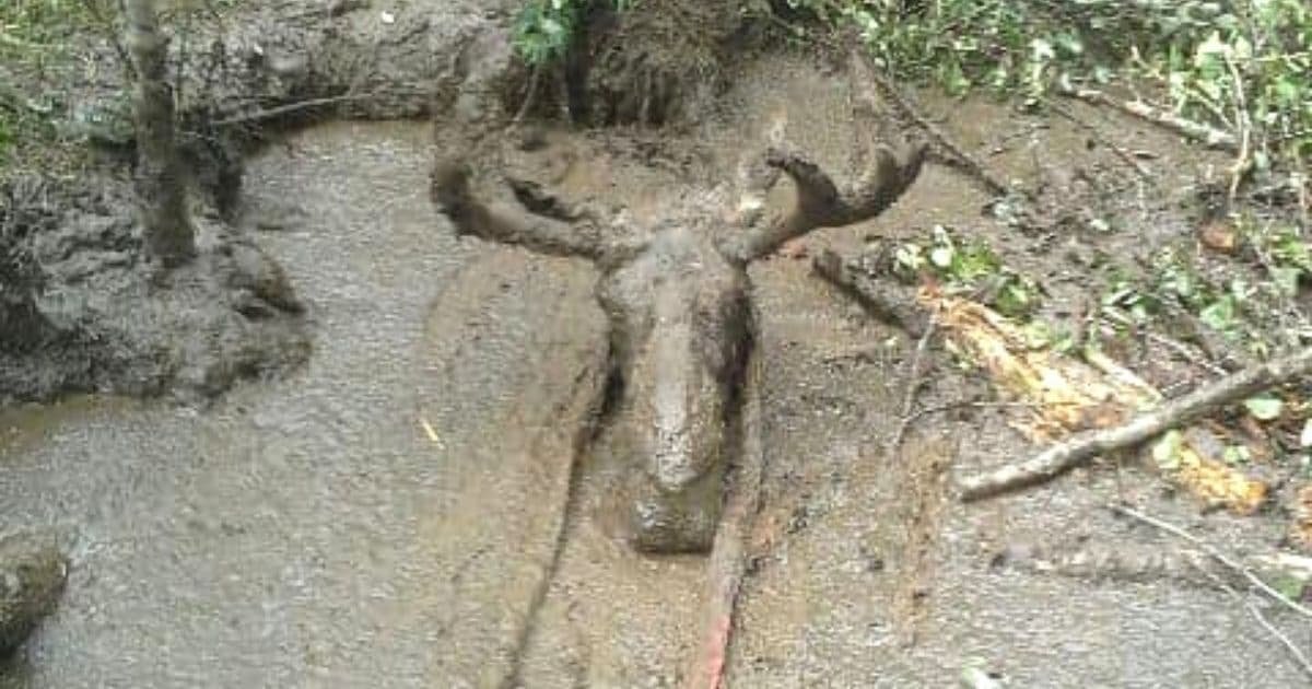 moose stuck in mud timmins