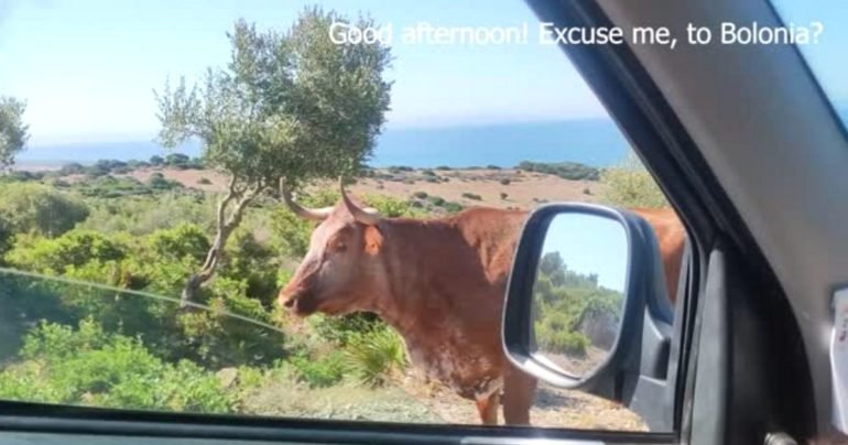 cow gives directions