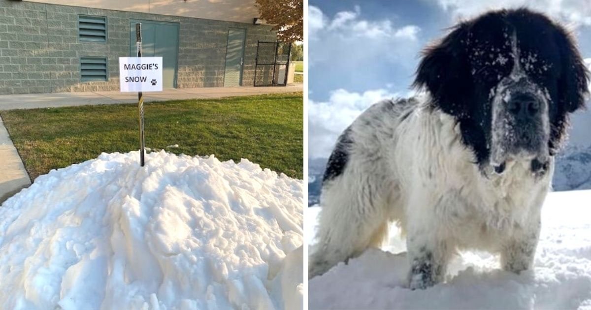 dying-dog-last-snowbank