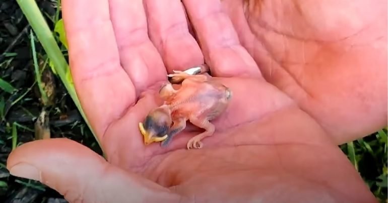tiny sparrow rescued