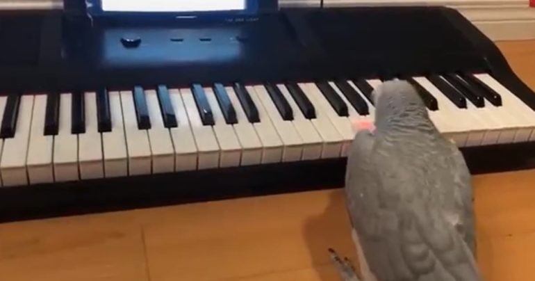 Parrot plays piano