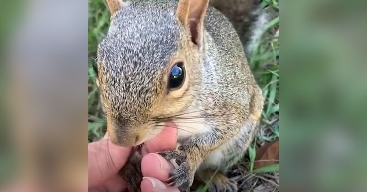 squirrel holds hands with woman tiktok