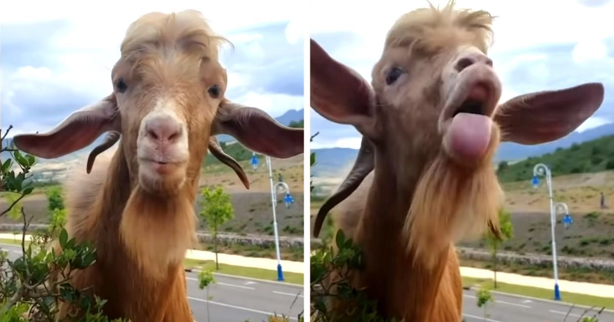 goat-farmer-conversation