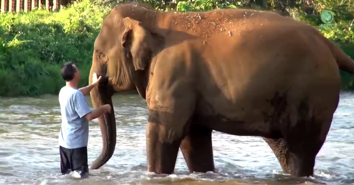 caretaker-reunited-with-elephants