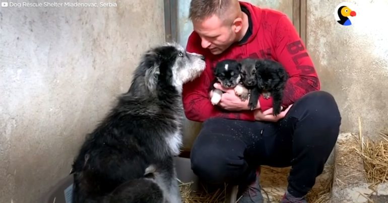 'Hero' Rescue Dog Saves Owner's Life After He Had A Stroke At Home ...