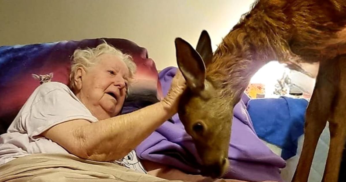 dying-woman-meets-bambi-fawn