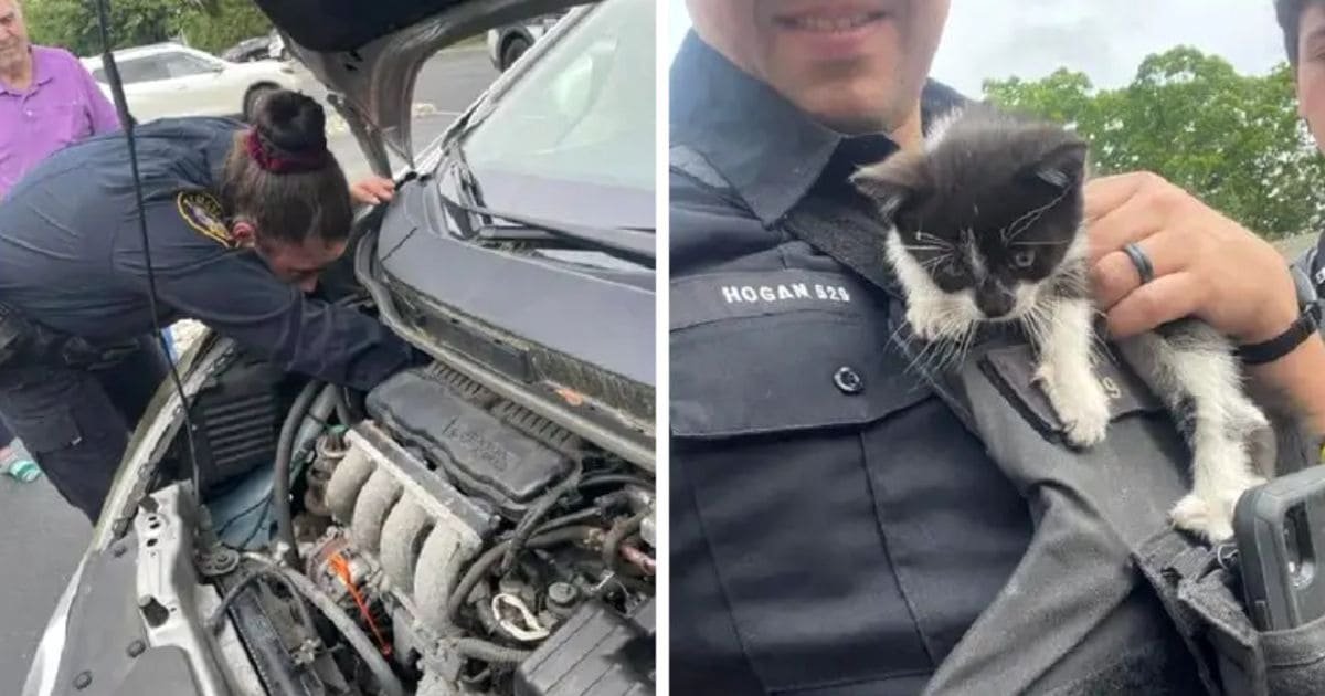 officer-adopts-kitten