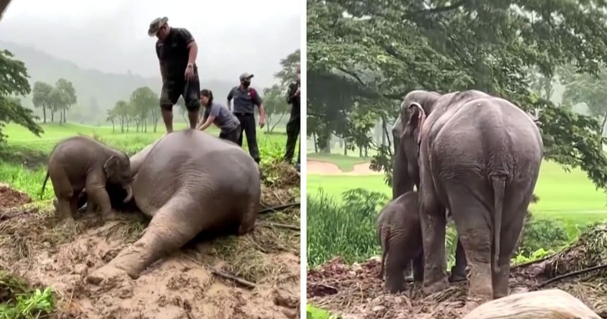 elephant-rescued-with-cpr