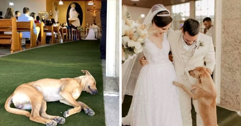 stray-dog-crashes-wedding