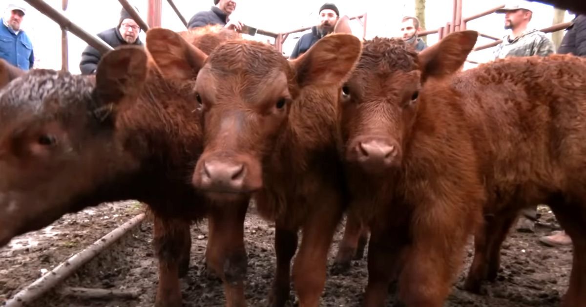 Red heifers in Israel Bible prophecy