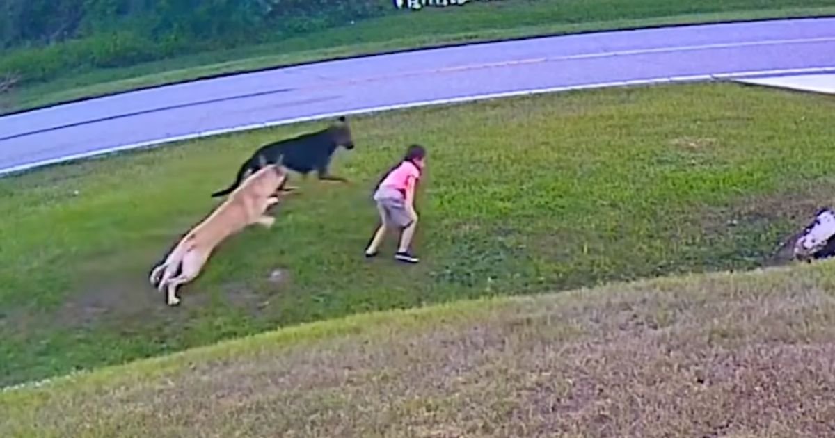 dog-saves-child-from-dog-attack