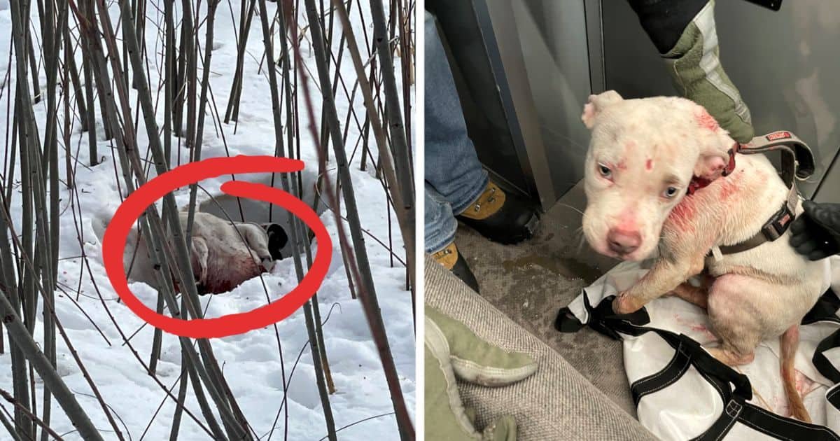 puppy-thrown-from-car-minnesota