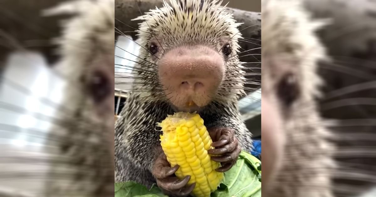 rico-baby-porcupine-eating-corn