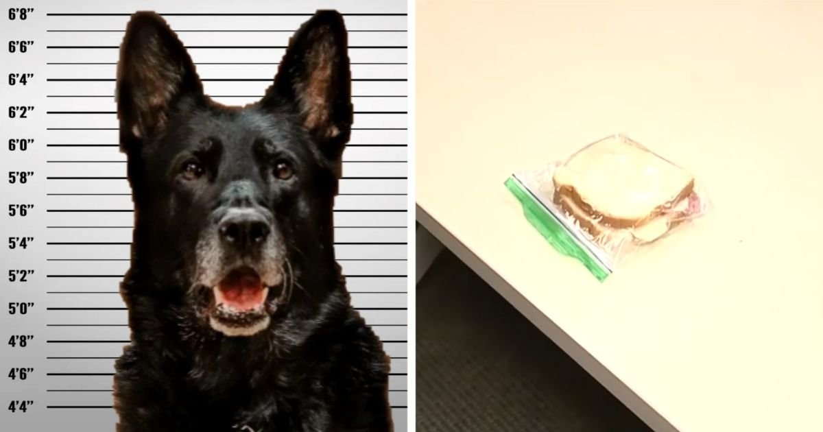 k9-accused-of-stealing-lunch