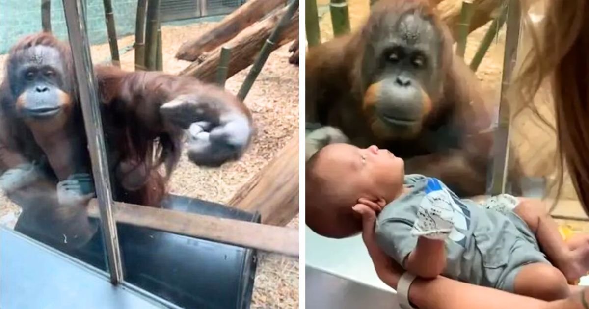 orangutan asks to see baby louisville zoo