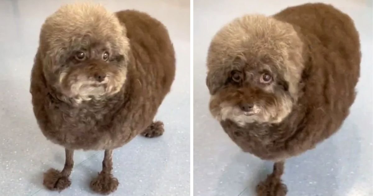 dog grooming gone wrong