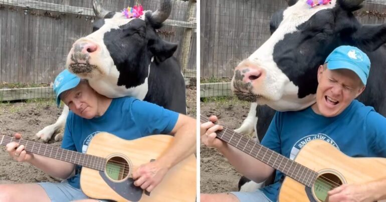 cow listening to music