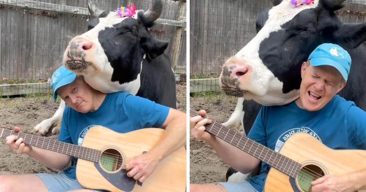 cow listening to music