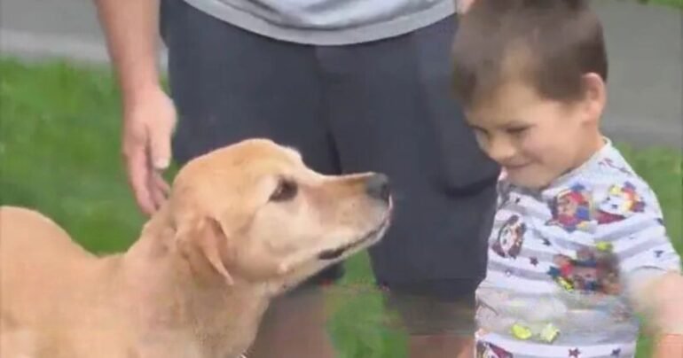 dog saves boy from bear attack