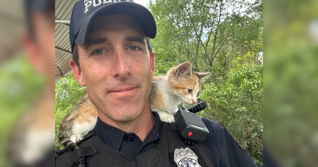 Police Officer Adopts Kitten Thrown Out Car Window Who Refused to Leave