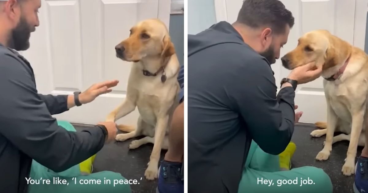 vet treats injured dog