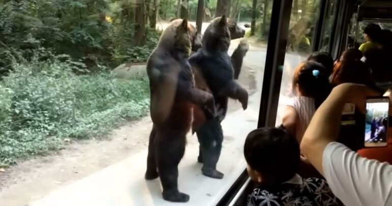 bears walk on two legs