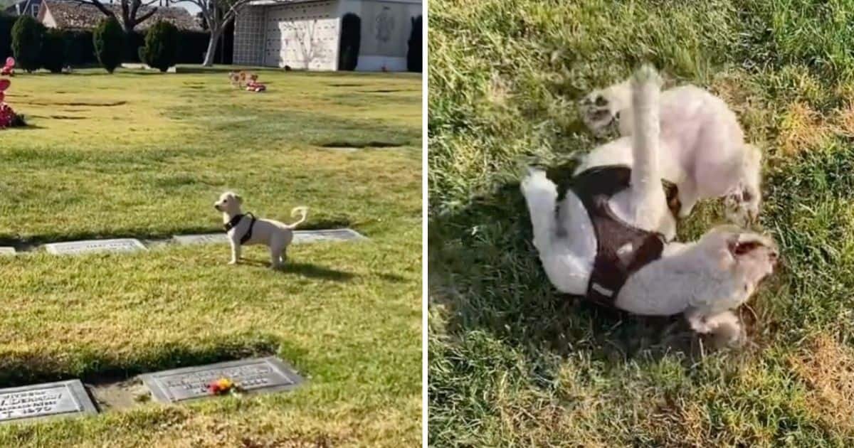dog finds grandma grave