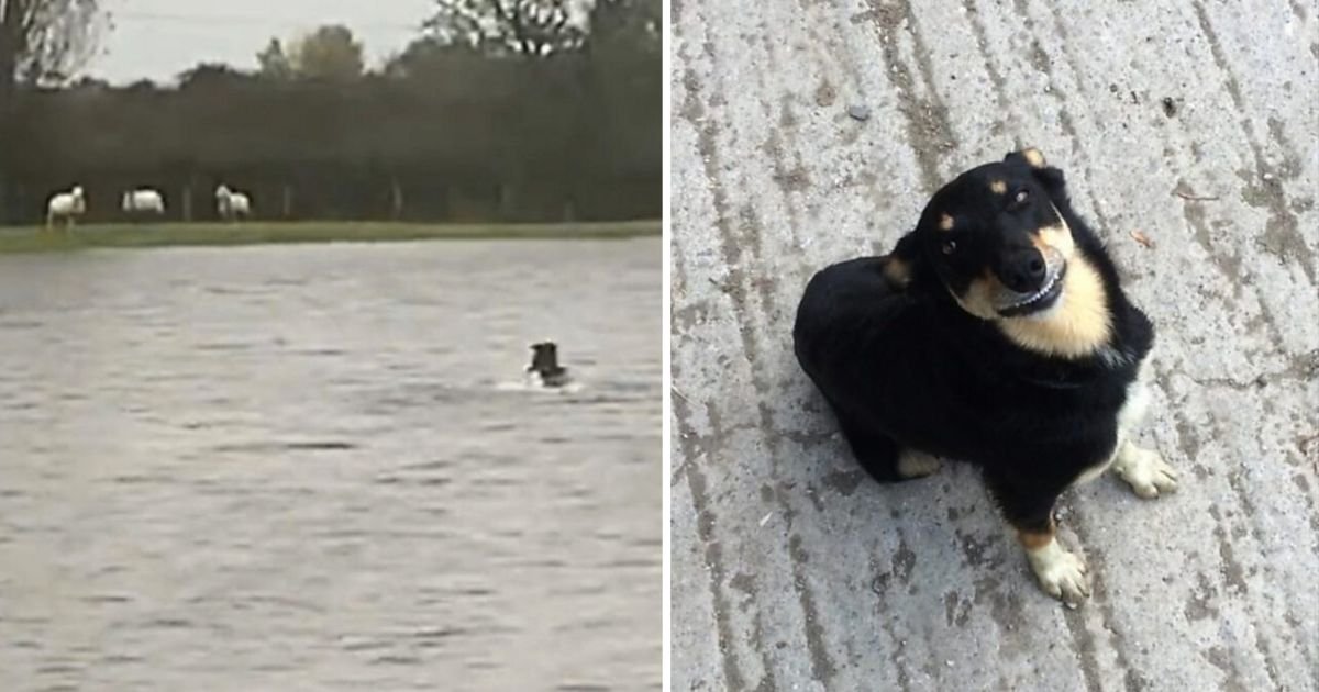 dog rescues ewes from floodwaters