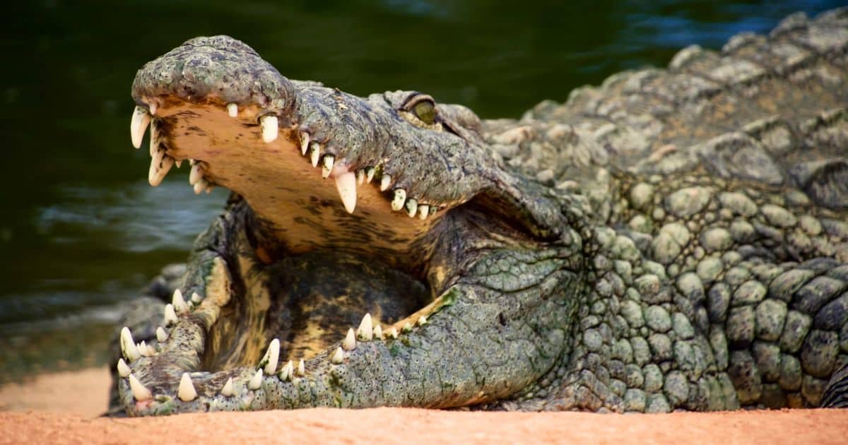 crocodile attack Australia
