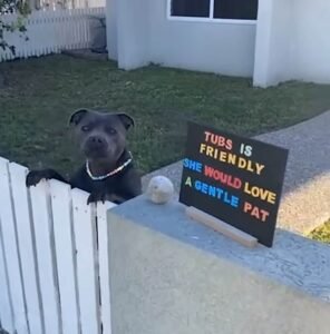 dog waits by the fence to greet neighbors