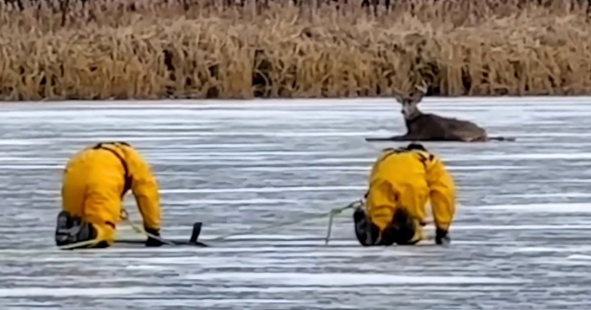 firefighters rescue deer frozen lake