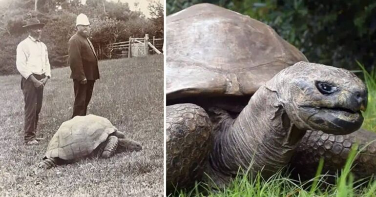 World's Oldest Living Land Animal Jonathan the Tortoise Turns 191