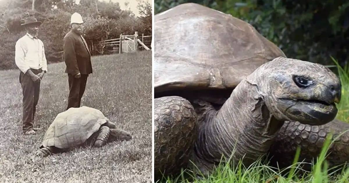 worlds oldest living animal jonathan the tortoise