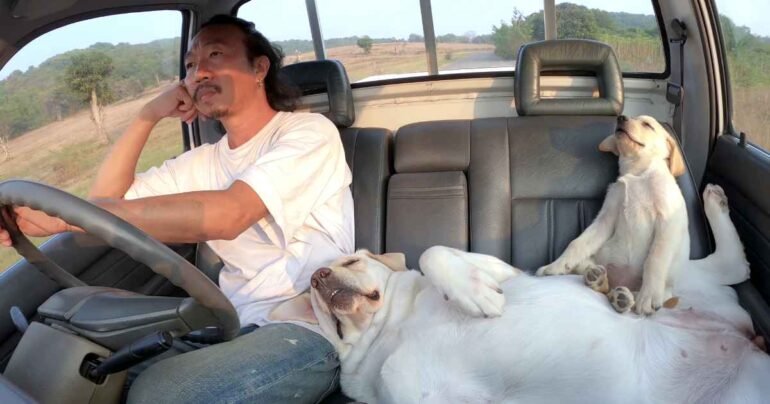 travelling with pets